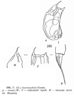 Trichocerca taurocephala
