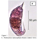 Trichocerca taurocephala