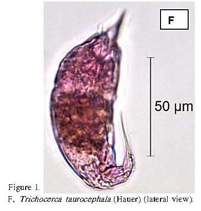 Trichocerca taurocephala Trichocerca taurocephala
