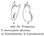 Trichocerca taurocephala