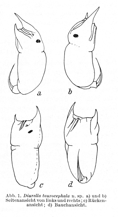 Trichocerca taurocephala - Original description image