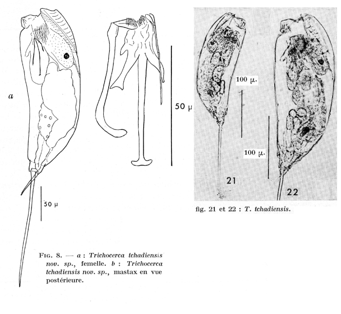 Trichocerca tchadiensis - Original description image
