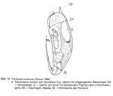 Trichocerca tenuidens
