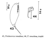 Trichocerca tenuidens