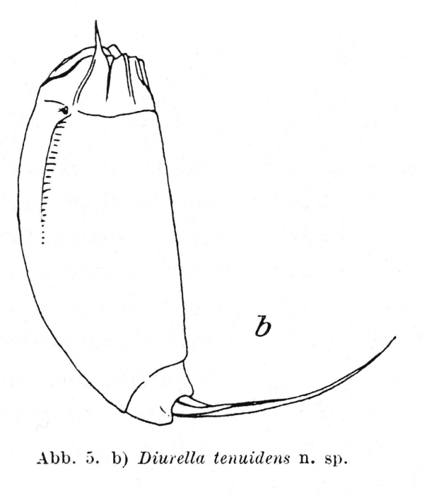 Trichocerca tenuidens - Original description image