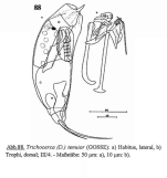 Trichocerca tenuior