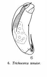 Trichocerca tenuior