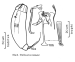 Trichocerca tenuior