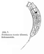 Trichocerca tenuior