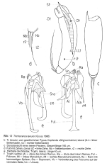 Trichocerca tenuior