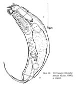 Trichocerca tenuior