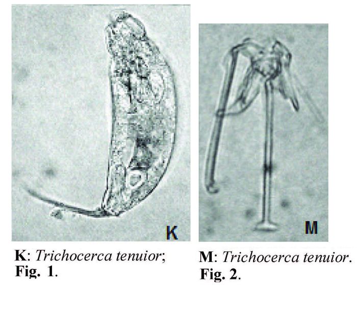Trichocerca tenuior Trichocerca tenuior