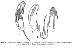Trichocerca tenuior