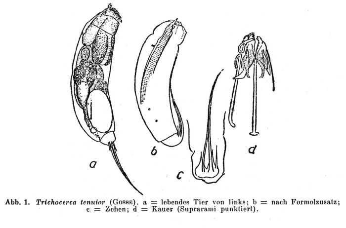 Trichocerca tenuior