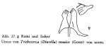 Trichocerca tenuior