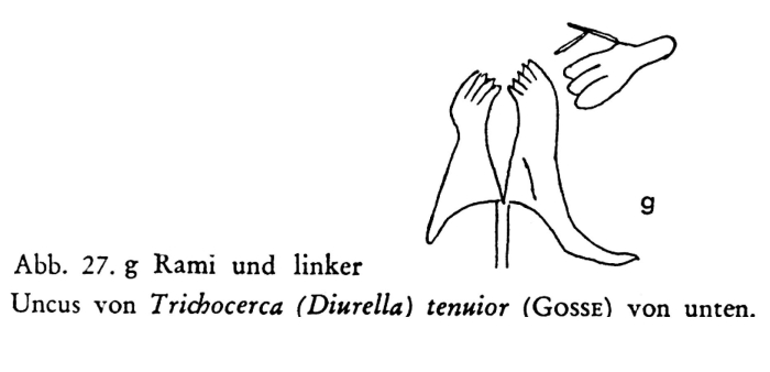 Trichocerca tenuior Trichocerca tenuior