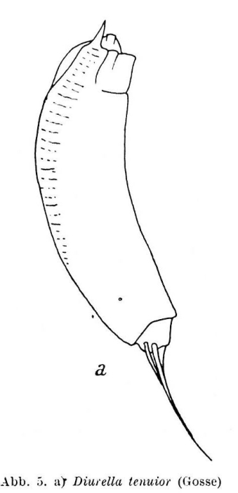 Trichocerca tenuior Trichocerca tenuior