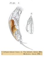 Trichocerca tenuior