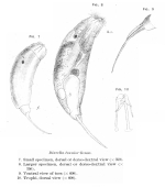 Trichocerca tenuior