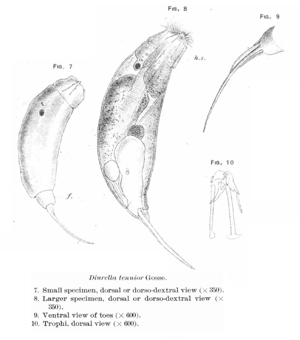 Trichocerca tenuior Trichocerca tenuior