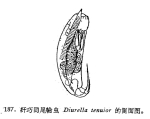 Trichocerca tenuior