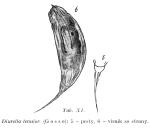 Trichocerca tenuior