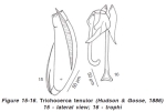Trichocerca tenuior