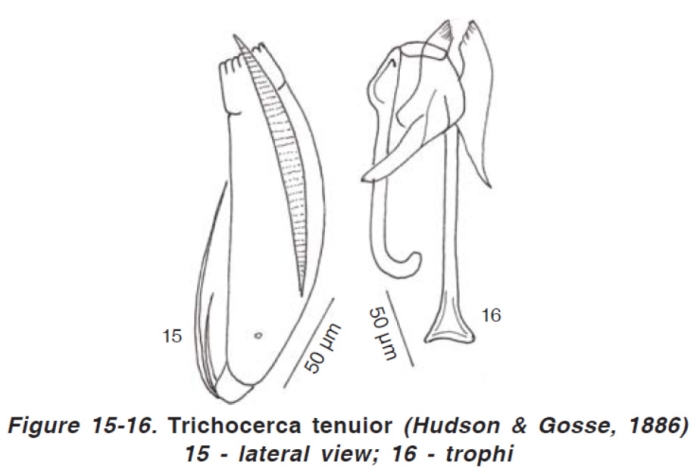 Trichocerca tenuior Trichocerca tenuior