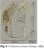 Trichocerca tenuior