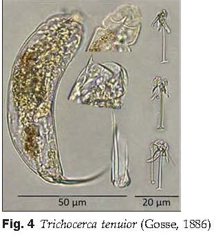 Trichocerca tenuior Trichocerca tenuior