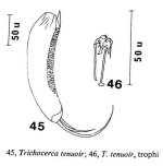 Trichocerca tenuior