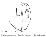 Trichocerca tenuior