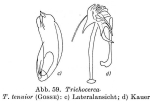 Trichocerca tenuior