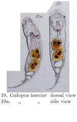 Trichocerca tenuior