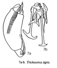 Trichocerca tigris