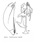 Trichocerca tigris
