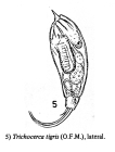 Trichocerca tigris