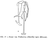 Trichocerca tigris
