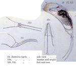 Trichocerca tigris