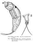 Trichocerca tigris