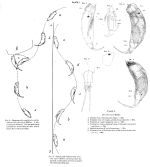 Trichocerca tigris