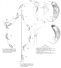 Trichocerca tigris