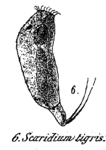 Trichocerca tigris