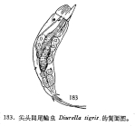 Trichocerca tigris