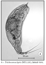 Trichocerca tigris