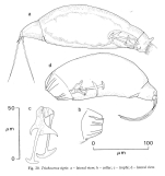 Trichocerca tigris