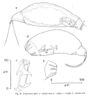 Trichocerca tigris