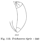 Trichocerca tigris