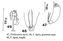 Trichocerca tigris