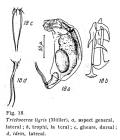 Trichocerca tigris